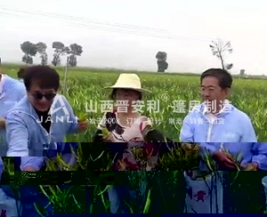 成龍國際電影周